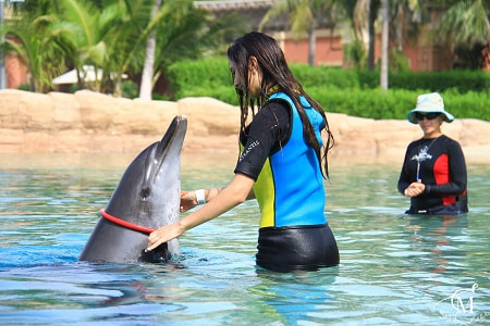 Предложение руки и сердца в дельфинарии